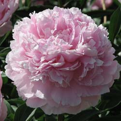 paeonia lactiflora reine hortense